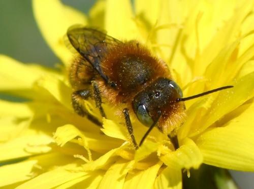 Réf. 279 128 : Osmia sp.